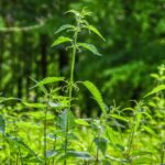 Decotto di ortica in tazza, rimedio naturale per alleviare le allergie primaverili.