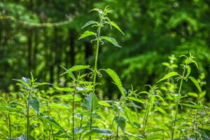 Decotto di ortica in tazza, rimedio naturale per alleviare le allergie primaverili.